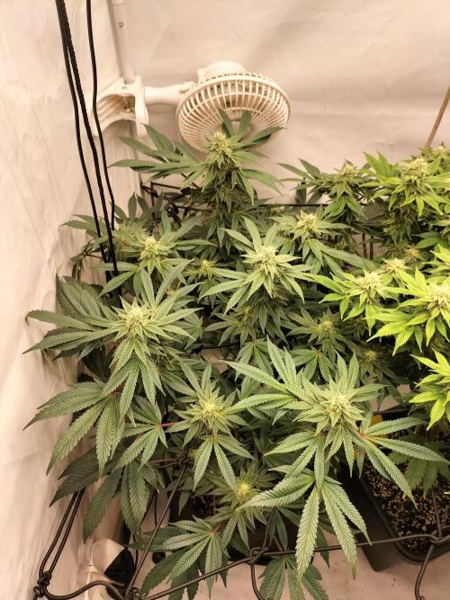 Kings Juice. Week 11