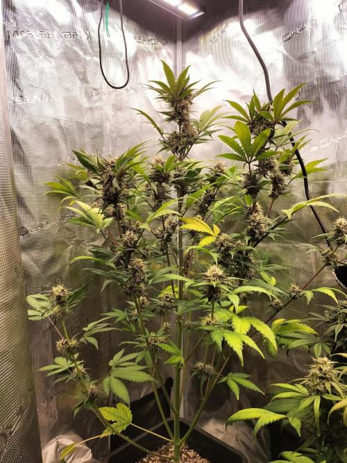 Blackberry Auto #2. Week 8