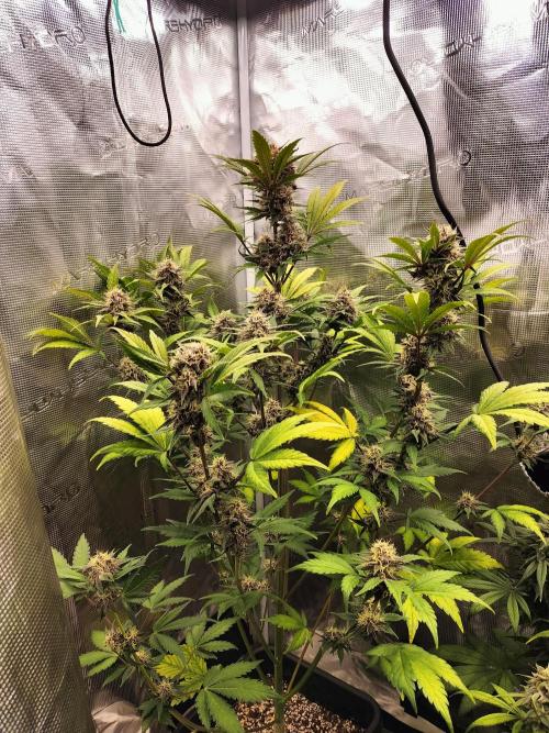 Blackberry Auto #2. Week 8