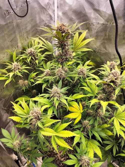 Blackberry Auto #2. Week 8