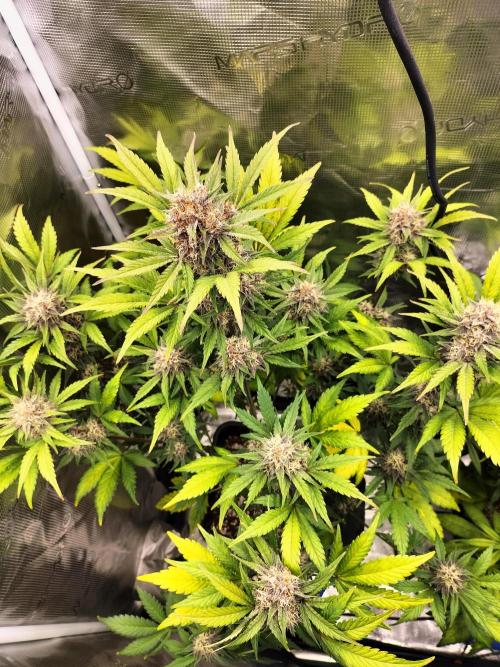 Blackberry Auto #2. Week 8