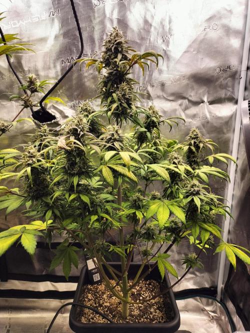 Strawberry Gorilla Auto. Week 11