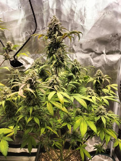 Strawberry Gorilla Auto. Week 11