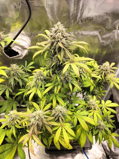 Strawberry Gorilla Auto. Week 11