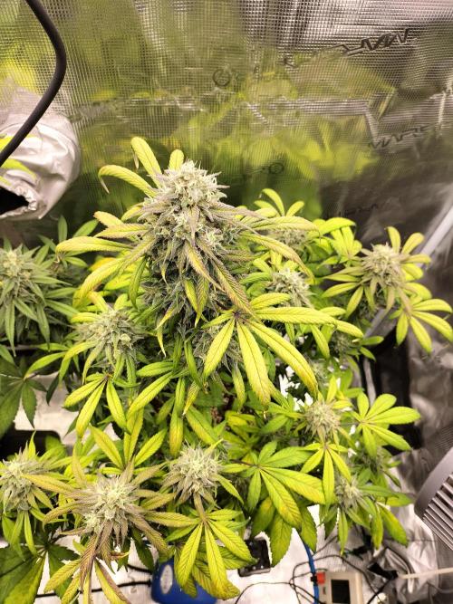 Strawberry Gorilla Auto. Week 11