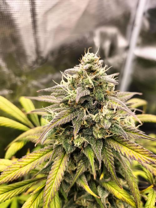 Strawberry Gorilla Auto. Week 11