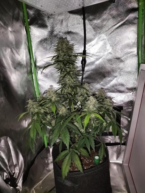 Jack Herer Auto. Week 11