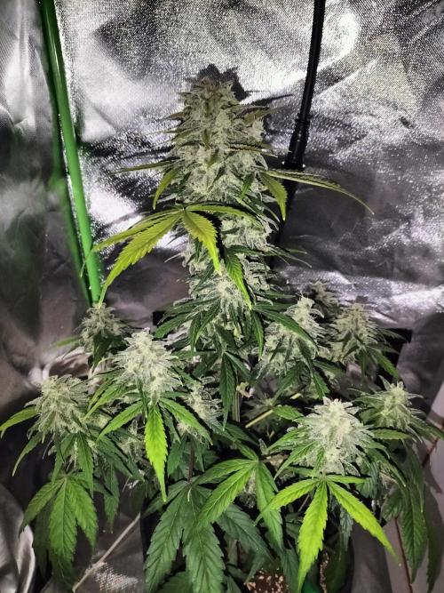 Jack Herer Auto. Week 11