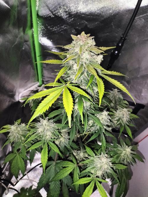 Jack Herer Auto. Week 11