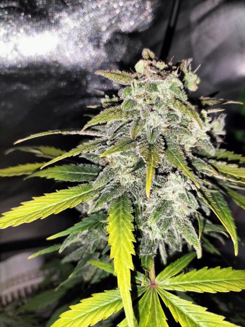 Jack Herer Auto. Week 11