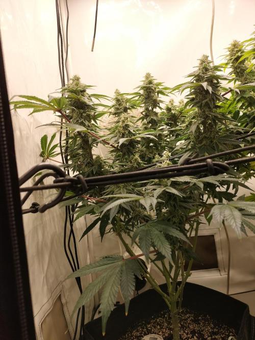 Kings Juice. Week 12