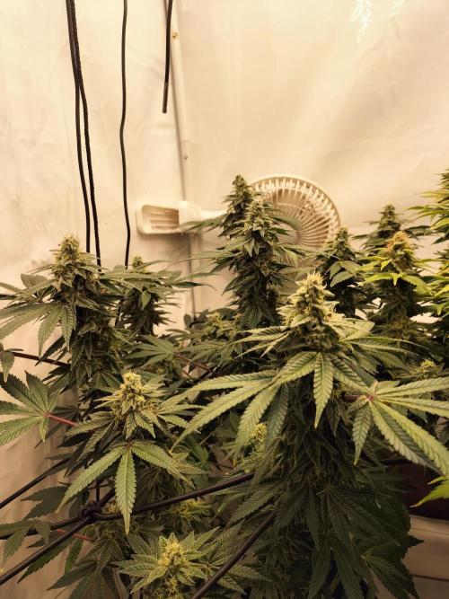 Kings Juice. Week 12