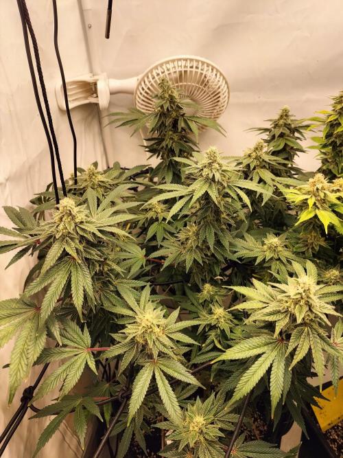 Kings Juice. Week 12