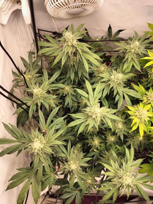 Kings Juice. Week 12