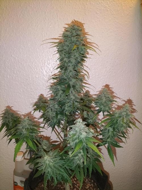 Jack Herer Auto. Week 12