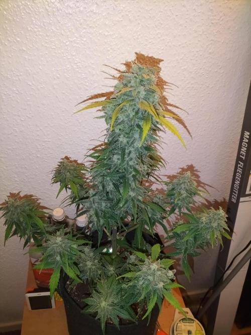 Jack Herer Auto. Week 12