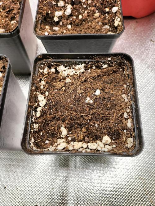 Sticky Broccoli - Eternity Cup 2026. Week 0