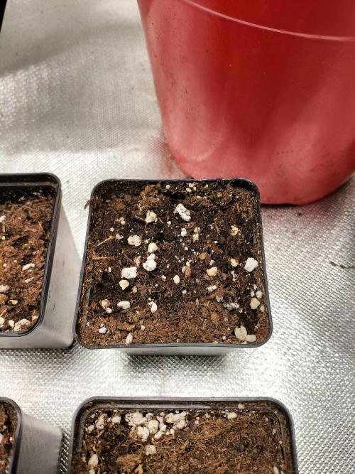 Sticky Broccoli - Eternity Cup 2026. Week 0