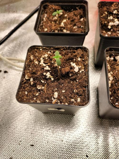 Sticky Broccoli - Eternity Cup 2026. Week 0