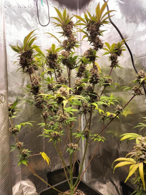 Blackberry Auto #2. Week 9