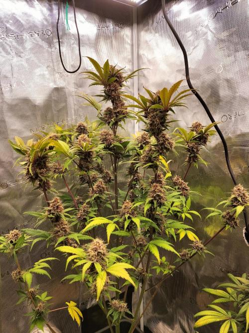 Blackberry Auto #2. Week 9