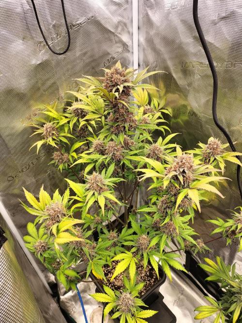 Blackberry Auto #2. Week 9