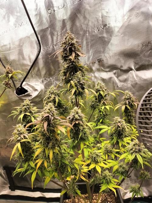 Strawberry Gorilla Auto. Week 12