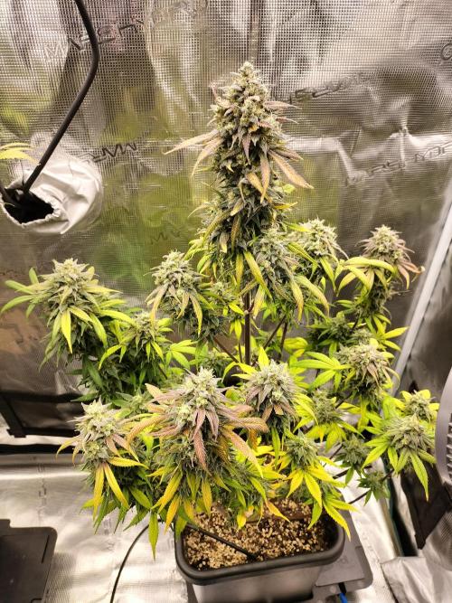 Strawberry Gorilla Auto. Week 12