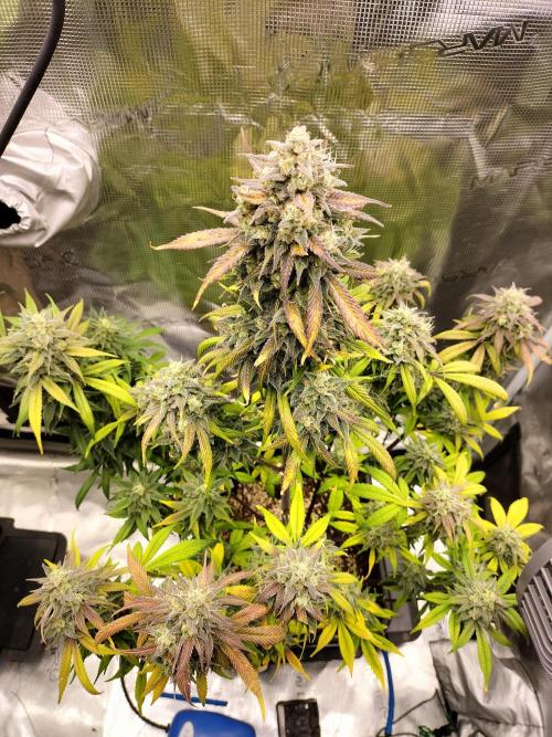 Strawberry Gorilla Auto. Week 12