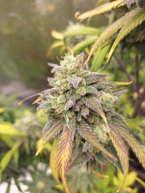 Strawberry Gorilla Auto. Week 12