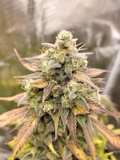 Strawberry Gorilla Auto. Week 12