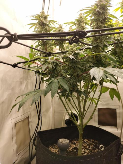 Kings Juice. Week 13