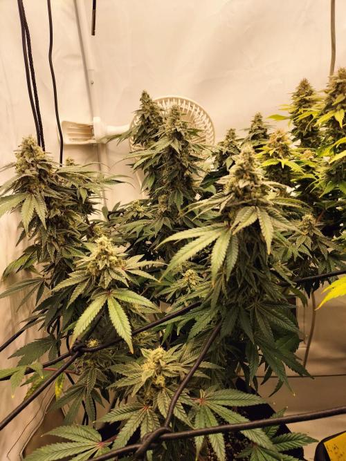 Kings Juice. Week 13