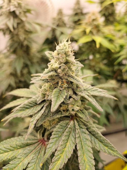 Kings Juice. Week 13