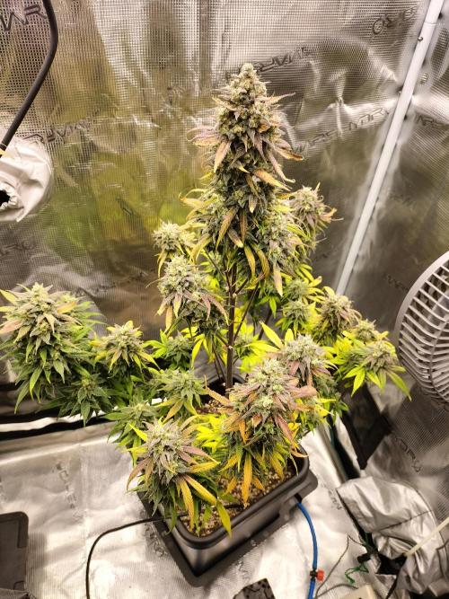 Strawberry Gorilla Auto. Week 13