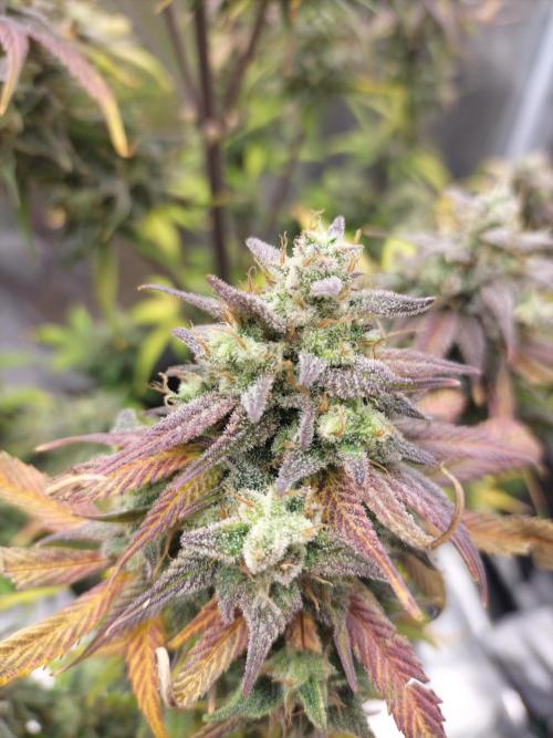 Strawberry Gorilla Auto. Week 13