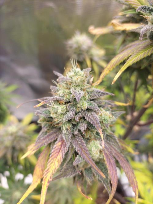 Strawberry Gorilla Auto. Week 13