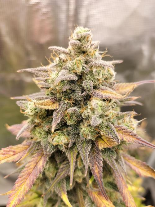 Strawberry Gorilla Auto. Week 13