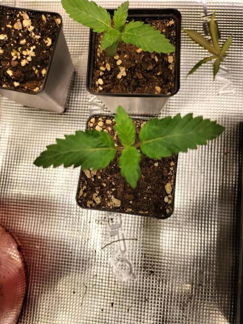 Sticky Broccoli - Eternity Cup 2026. Week 1