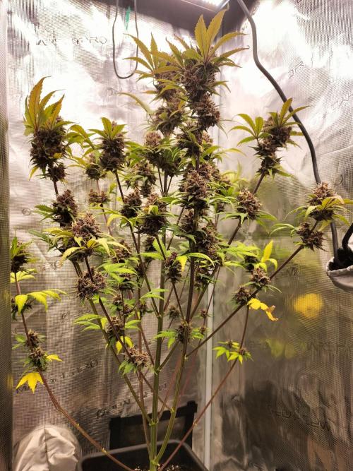 Blackberry Auto #2. Week 10