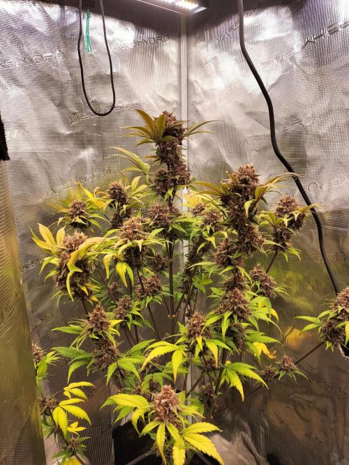 Blackberry Auto #2. Week 10