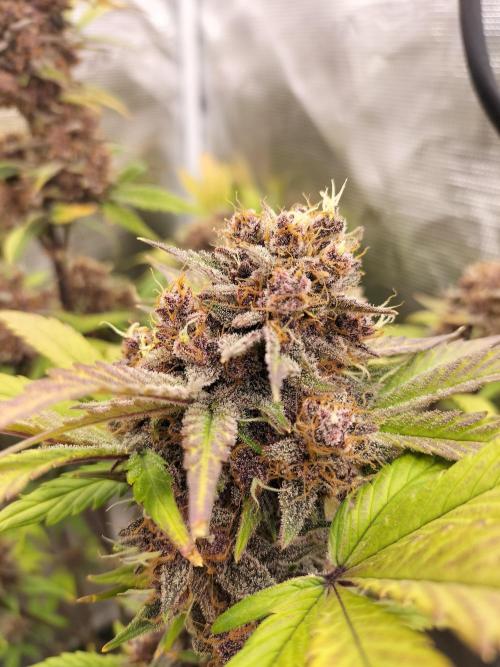 Blackberry Auto #2. Week 10