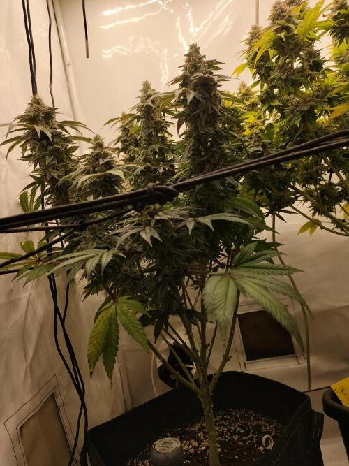 Kings Juice. Week 14