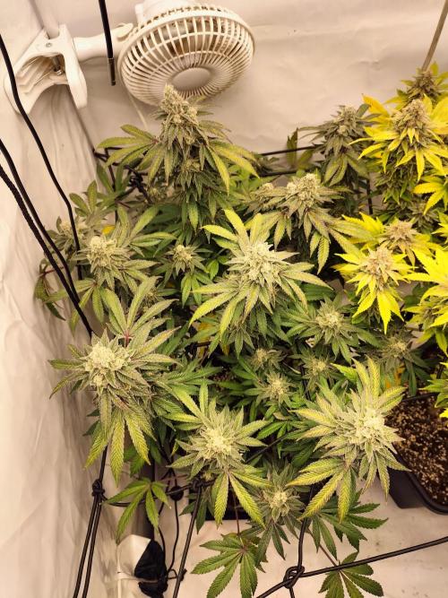 Kings Juice. Week 14