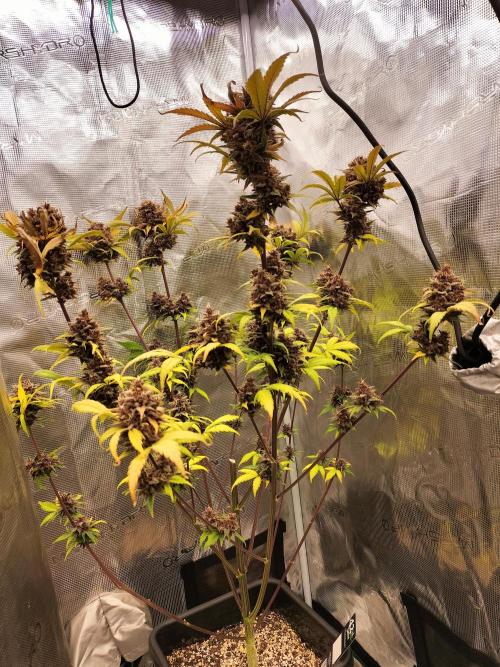 Blackberry Auto #2. Week 11