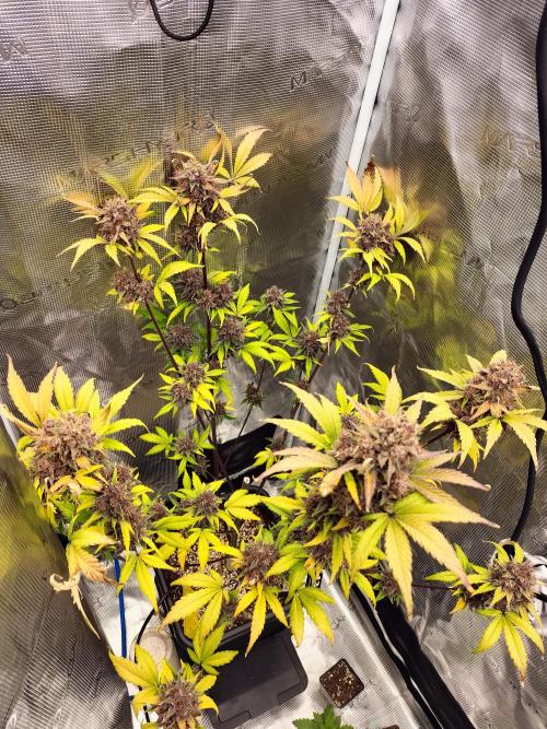 Blackberry Auto #2. Week 11