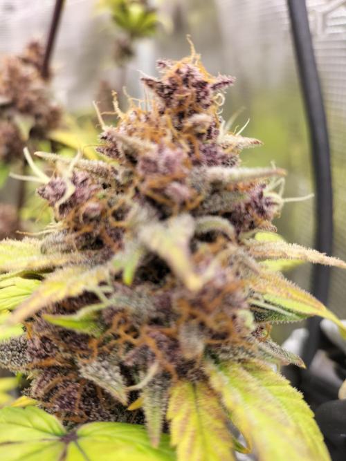 Blackberry Auto #2. Week 11