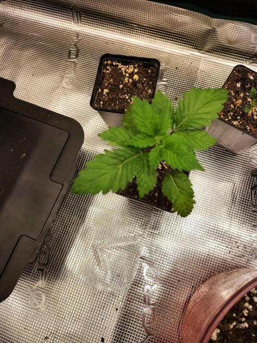 Sticky Broccoli - Eternity Cup 2026. Week 2