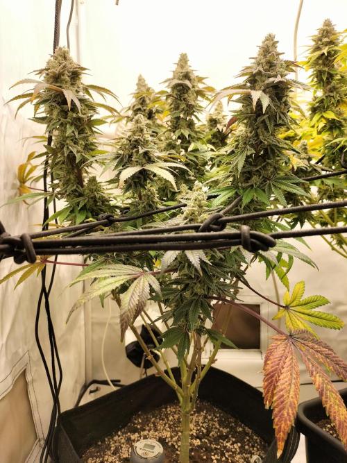 Kings Juice. Week 15