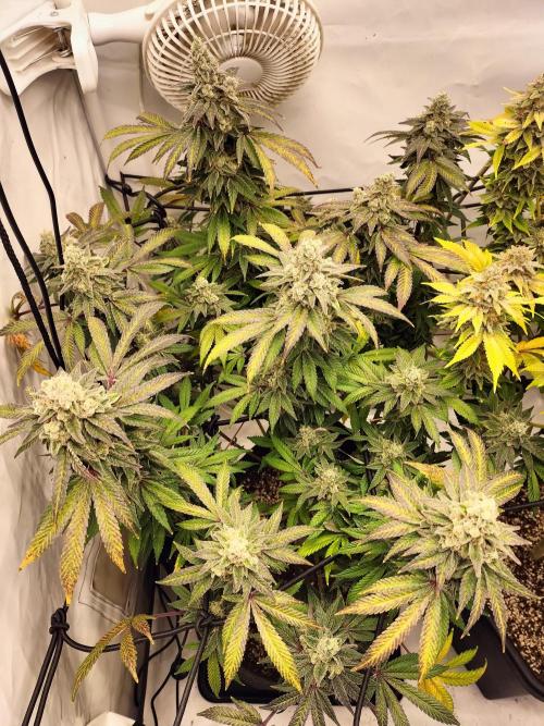 Kings Juice. Week 15